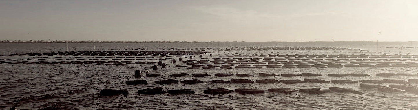 Row of oyster cages in a body of water with a clear sky.