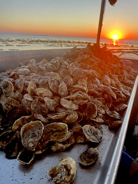 Stack of oysters on a boat with a sunset in the background