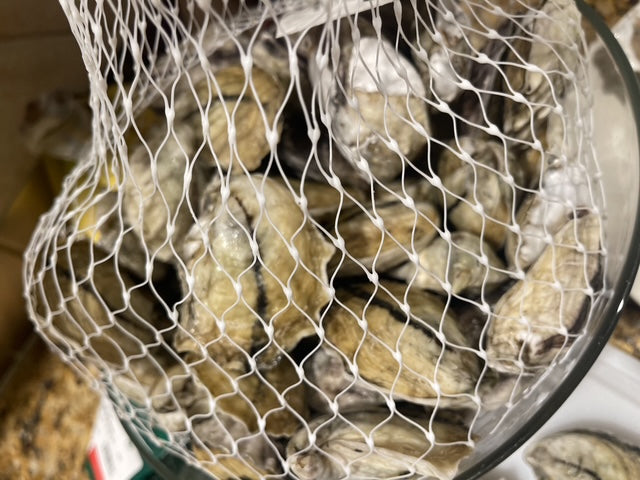 Oysters in sack in Louisiana